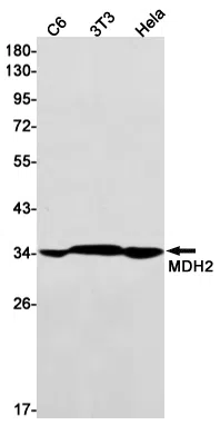 MDH2 Rabbit Monoclonal Antibody - Size: 50µl