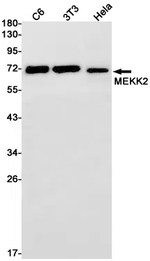MEKK2 Rabbit Monoclonal Antibody - Size: 50µl
