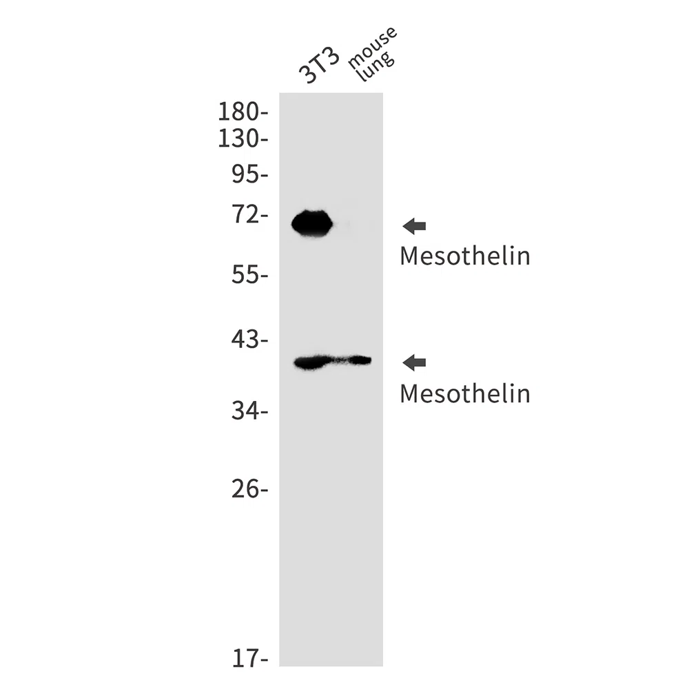 Mesothelin Rabbit Monoclonal Antibody - Size: 50µl