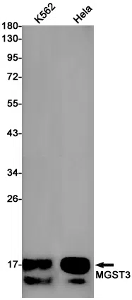 MGST3 Rabbit Monoclonal Antibody - Size: 50µl