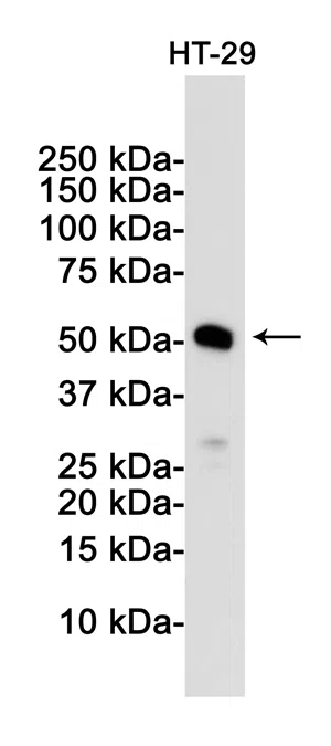 MLKL Rabbit Monoclonal Antibody - Size: 100µl