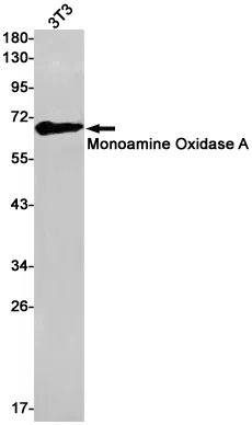 Monoamine Oxidase A Rabbit Monoclonal Antibody - Size: 100µl