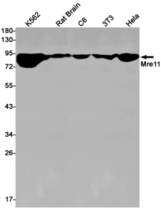 Mre11 Rabbit Monoclonal Antibody - Size: 50µl