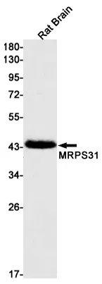 MRPS31 Rabbit Monoclonal Antibody - Size: 50µl