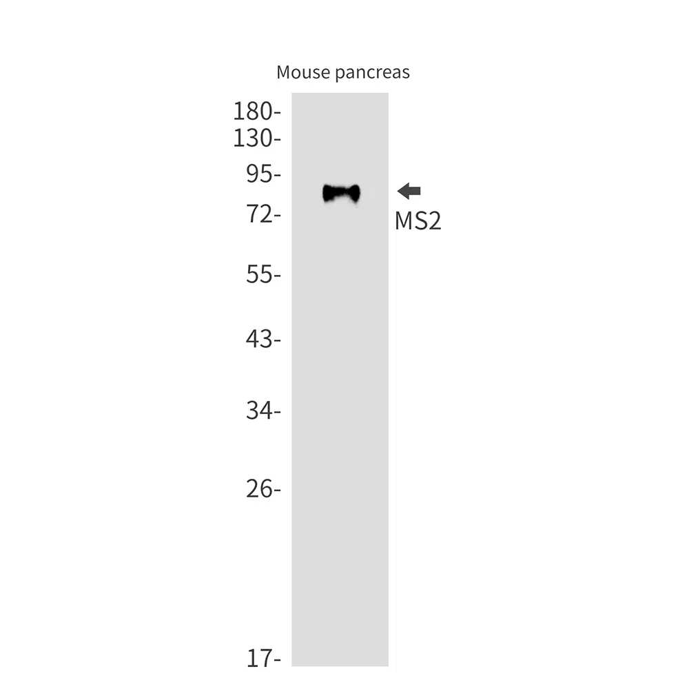 MS2 Rabbit Monoclonal Antibody - Size: 100µl