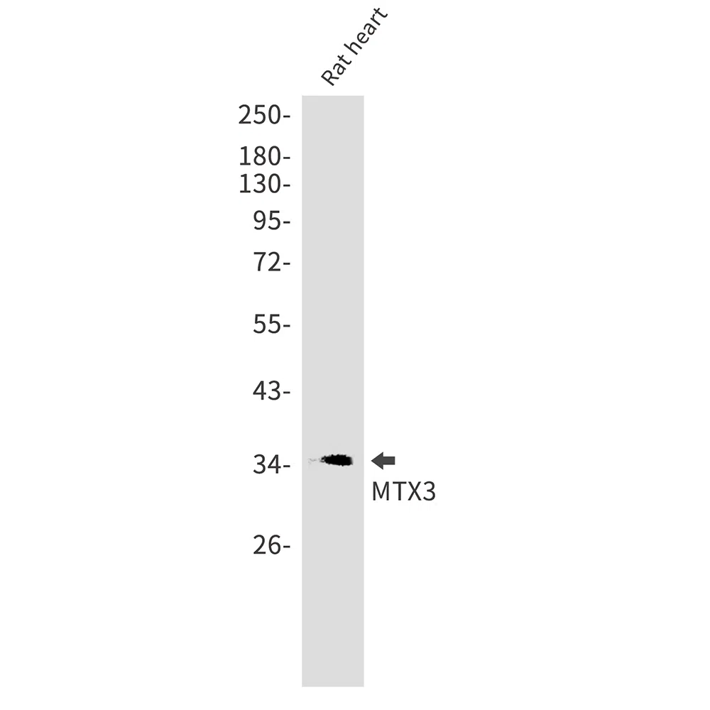 MTX3 Rabbit Monoclonal Antibody