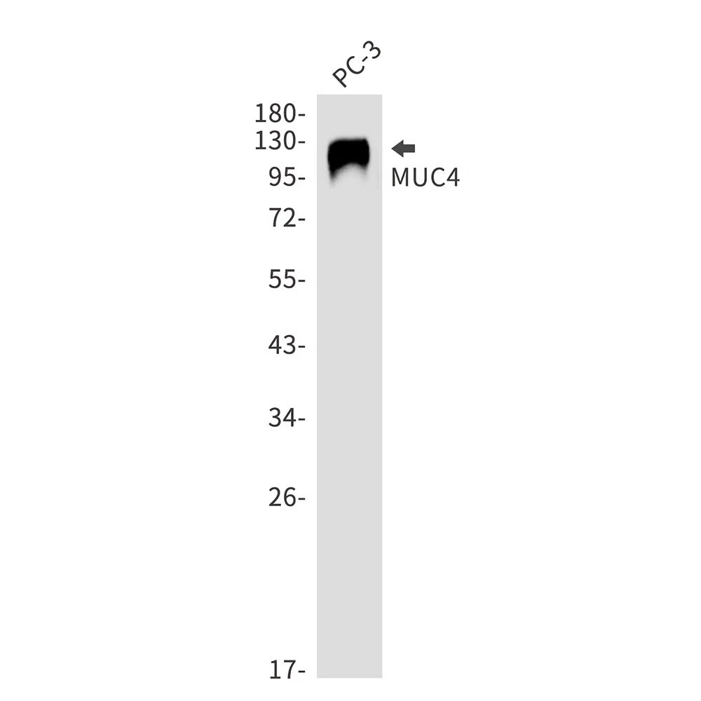 Mucin 4 Rabbit Monoclonal Antibody - Size: 50µl