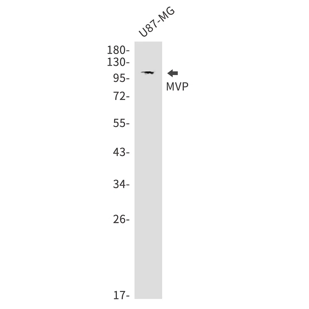 MVP Rabbit Monoclonal Antibody - Size: 50µl