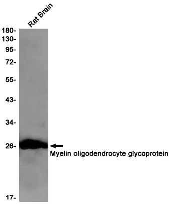 MOG Rabbit Monoclonal Antibody - Size: 100µl