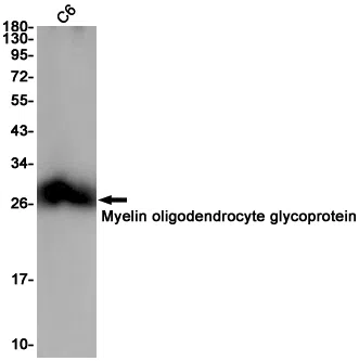 MOG Rabbit Monoclonal Antibody - Size: 50µl