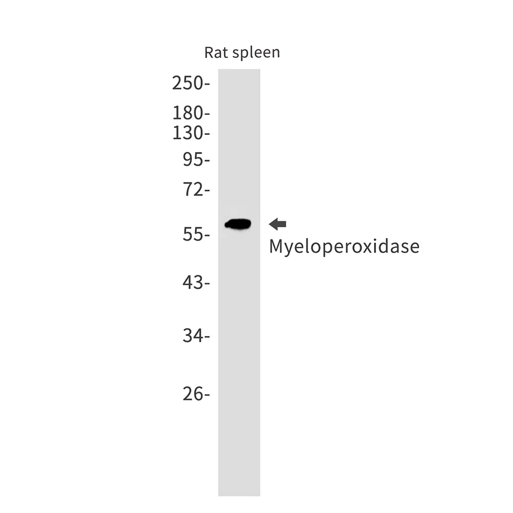 Myeloperoxidase Rabbit Monoclonal Antibody - Size: 100µl