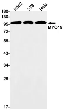 MYO19 Rabbit Monoclonal Antibody - Size: 100µl