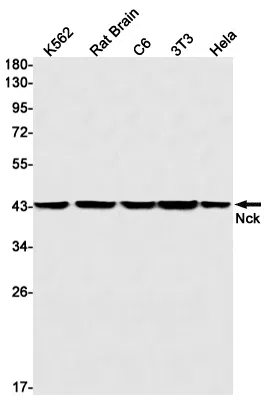 NCK1 Rabbit Monoclonal Antibody - Size: 50µl