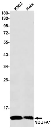 NDUFA1 Rabbit Monoclonal Antibody - Size: 50µl