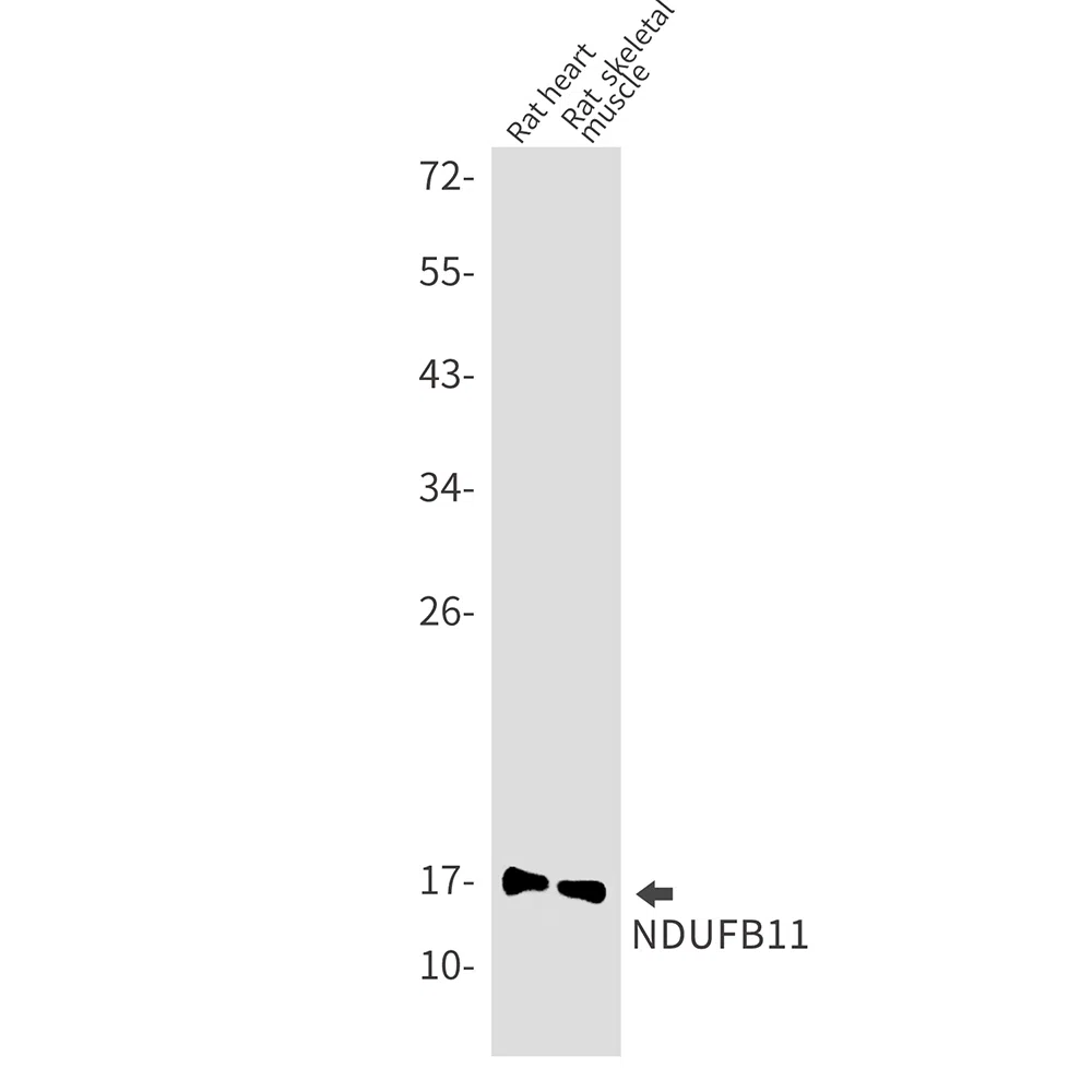 NDUFB11 Rabbit Monoclonal Antibody - Size: 50µl