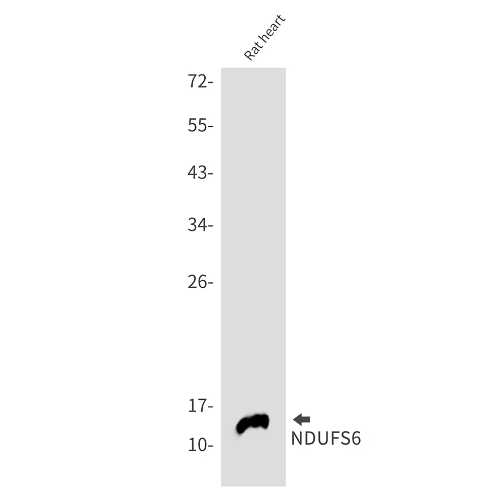 NDUFS6 Rabbit Monoclonal Antibody - Size: 50µl