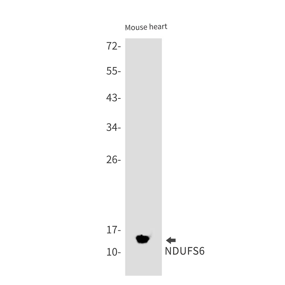 NDUFS6 Rabbit Monoclonal Antibody - Size: 100µl