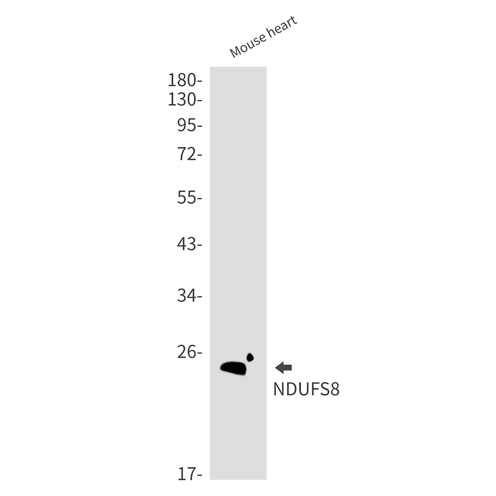 NDUFS8 Rabbit Monoclonal Antibody - Size: 50µl
