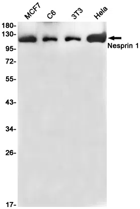 Nesprin1 Rabbit Monoclonal Antibody - Size: 100µl