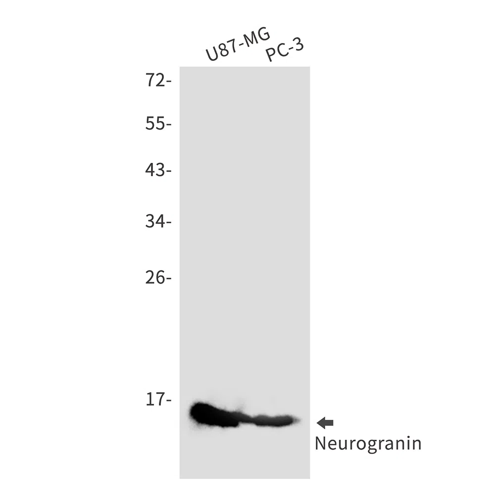Neurogranin Rabbit Monoclonal Antibody - Size: 100µl