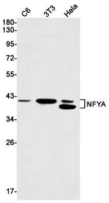 NFYA Rabbit Monoclonal Antibody - Size: 50µl