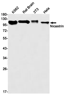 Nicastrin Rabbit Monoclonal Antibody - Size: 50µl
