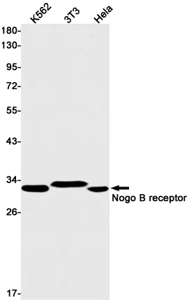 Nogo B Receptor Rabbit Monoclonal Antibody - Size: 100µl