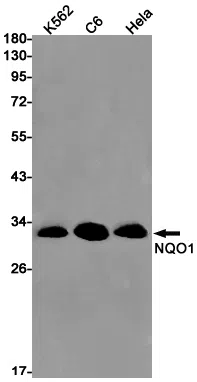 NQO1 Rabbit Monoclonal Antibody - Size: 100µl