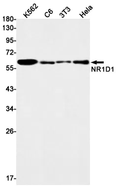 NR1D1 Rabbit Monoclonal Antibody - Size: 50µl