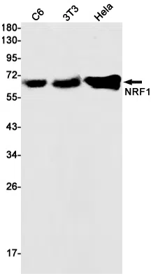Nrf1 Rabbit Monoclonal Antibody - Size: 50µl