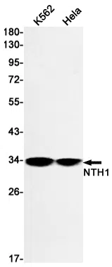NTH1 Rabbit Monoclonal Antibody - Size: 50µl