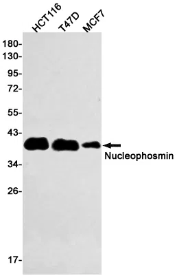 Nucleophosmin Rabbit Monoclonal Antibody - Size: 50µl