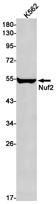 Nuf2 Rabbit Monoclonal Antibody - Size: 100µl