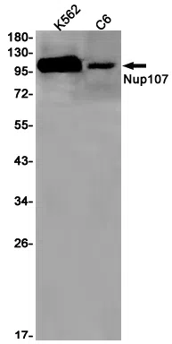 NUP107 Rabbit Monoclonal Antibody - Size: 100µl