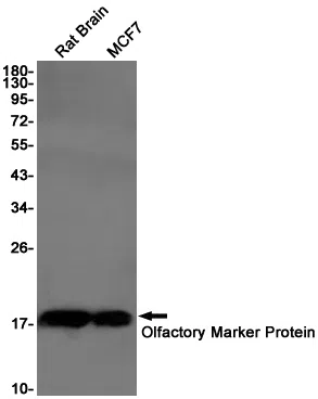 Olfactory Marker Protein Rabbit Monoclonal Antibody - Size: 50µl