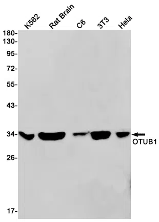 OTUB1 Rabbit Monoclonal Antibody - Size: 100µl