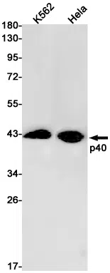 p40 Rabbit Monoclonal Antibody