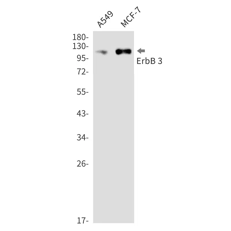 ErbB 3 Rabbit Monoclonal Antibody - Size: 50µl