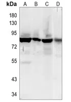 FURIN Rabbit Monoclonal Antibody - Size: 100µl