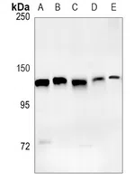 XPO5 Rabbit Monoclonal Antibody - Size: 100µl