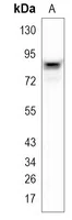 SUN2 Rabbit Monoclonal Antibody