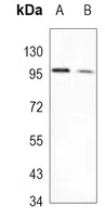 AGO3 Rabbit Monoclonal Antibody