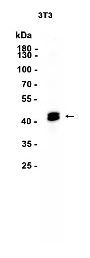 Pentraxin 3/PTX3 Rabbit Monoclonal Antibody - Size: 50µl