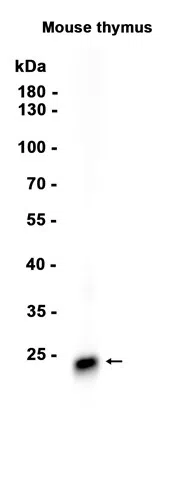 CD3D Rabbit Monoclonal Antibody - Size: 50µl