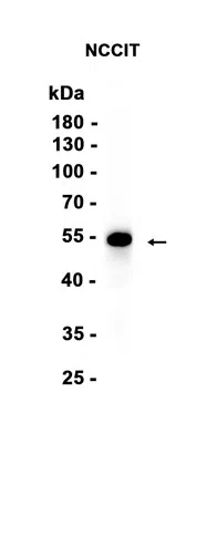 KLF4 Rabbit Monoclonal Antibody - Size: 50µl