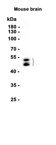 NeuN Rabbit Monoclonal Antibody