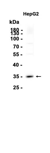 PPA2 Rabbit Monoclonal Antibody