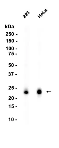 RAB8A Rabbit Monoclonal Antibody - Size: 100µl