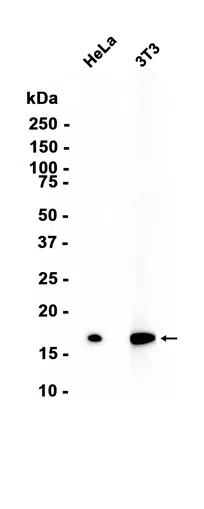Formyl-Histone H3 (Lys122) Rabbit Monoclonal Antibody - Size: 100µl