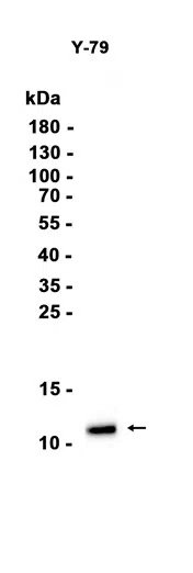 C17orf61 Rabbit Monoclonal Antibody - Size: 100µl
